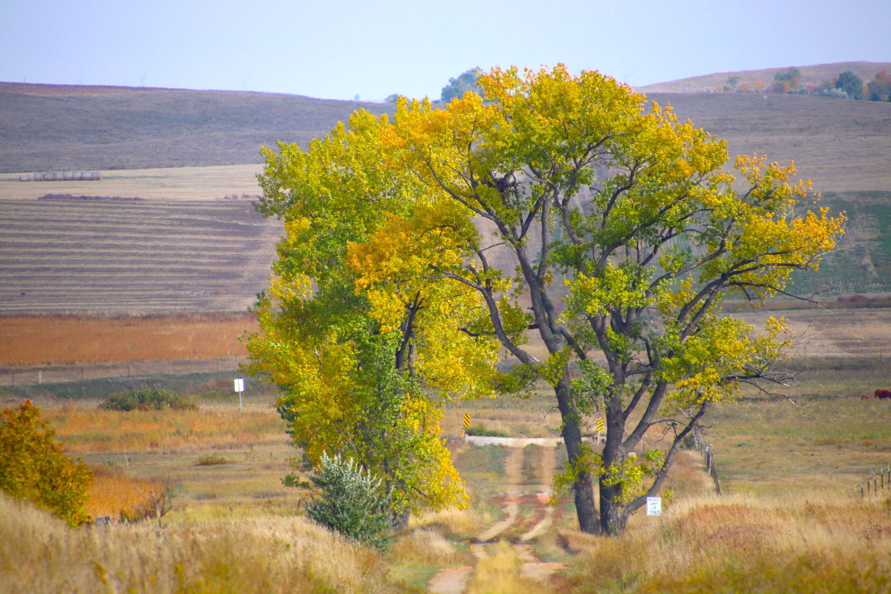 Gorgeous Tree